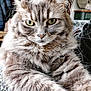 animal, cat, close_up, cozy, cute, domestic_cat, feline, fluffy, fur, green_eyes, home, indoor, looking, mammal, pet, portrait, relaxed, soft, tabby, whiskers