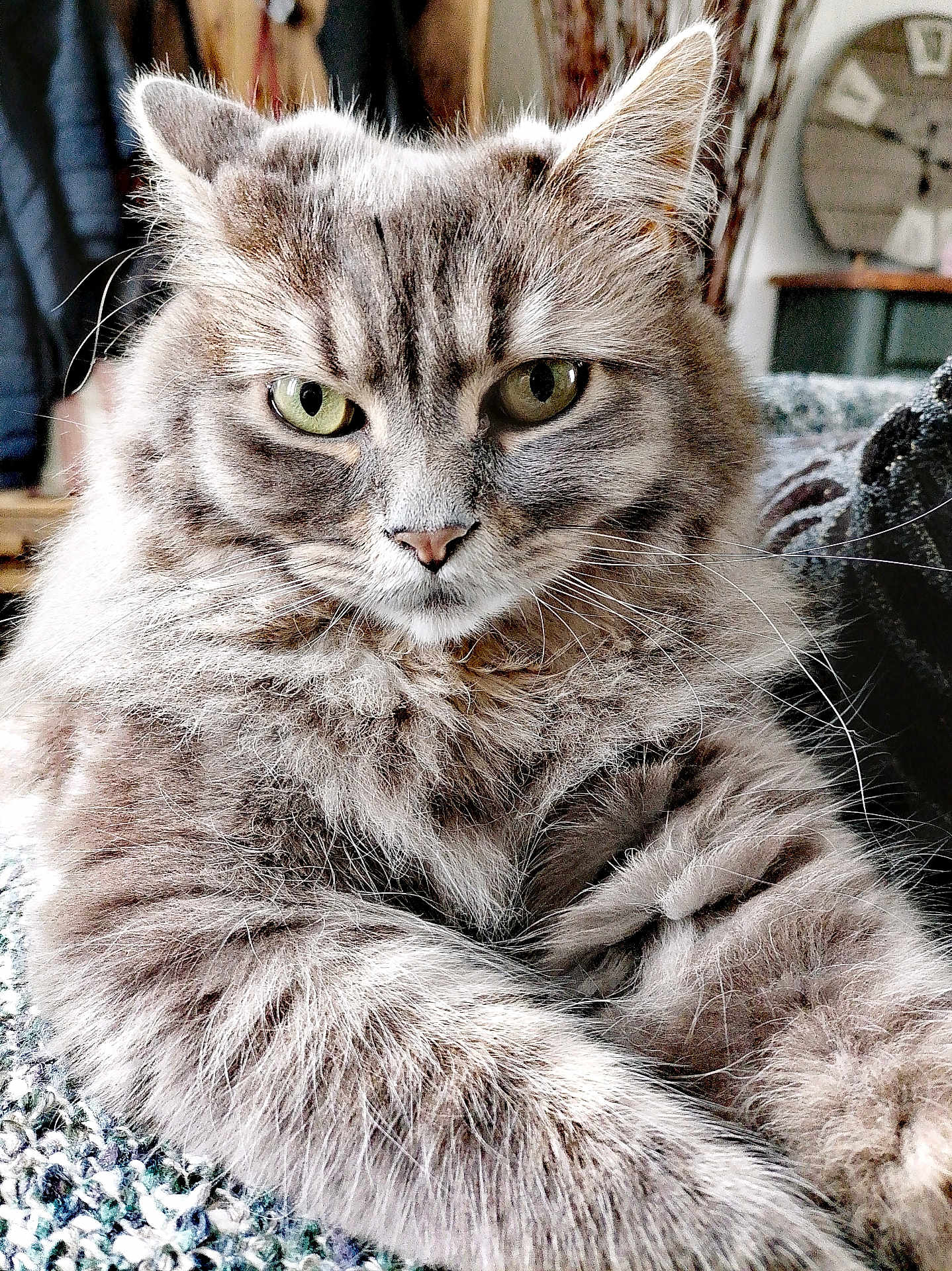 Olaf a rejoint le concours — aidez-le/la à gagner de superbes lots ! animal, cat, close_up, cozy, cute, domestic_cat, feline, fluffy, fur, green_eyes, home, indoor, looking, mammal, pet, portrait, relaxed, soft, tabby, whiskers
