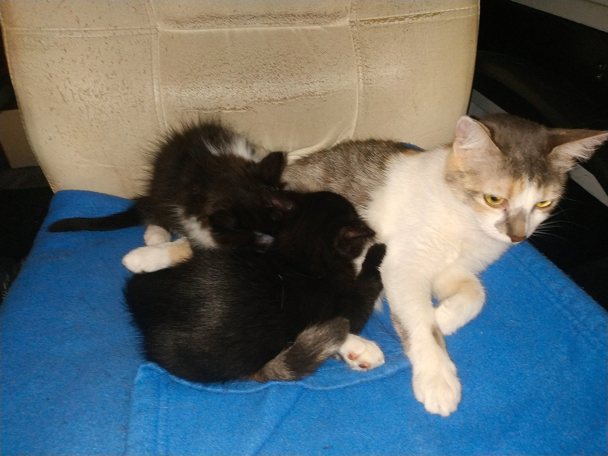 Alice a rejoint le concours — aidez-le/la à gagner de superbes lots ! box, carnivore, cat, cat_supply, claw, comfort, couch, dog_breed, domestic_short_haired_cat, felidae, fur, mammal, nap, paw, small_to_medium_sized_cats, tail, vertebrate, whiskers