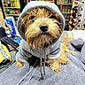 dog, small_dog, hoodie, hat, gray_clothing, scruffy_fur, beard_like_fur, portrait, close_up, sitting, indoors, shop, store, retail, shelves, products, scooter, blanket, pet, funny