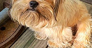 Theodore Graham is registered to the contest to win money with this photo: dog, small_dog, shaggy_dog, fluffy, tan_fur, brown_fur, pet, animal, portrait, close_up, face, eyes, nose, long_hair, sitting, outdoor, wooden_deck, patio, furniture, cute