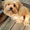 dog, small_dog, shaggy_dog, fluffy, tan_fur, brown_fur, pet, animal, portrait, close_up, face, eyes, nose, long_hair, sitting, outdoor, wooden_deck, patio, furniture, cute