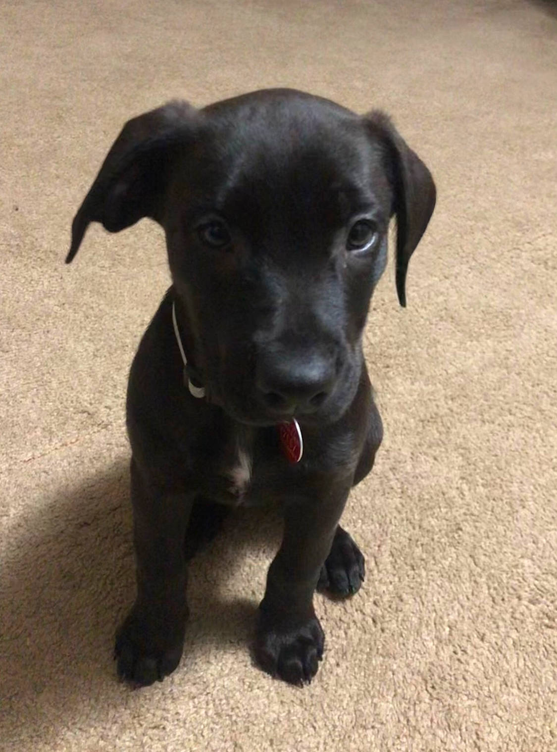 Blmo joined the competition — help win amazing prizes! borador, canidae, carnivore, companion_dog, dog, dog_breed, dog_collar, fawn, fur, guard_dog, hunting_dog, liver, non_sporting_group, snout, sporting_group, terrestrial_animal, whiskers, working_animal