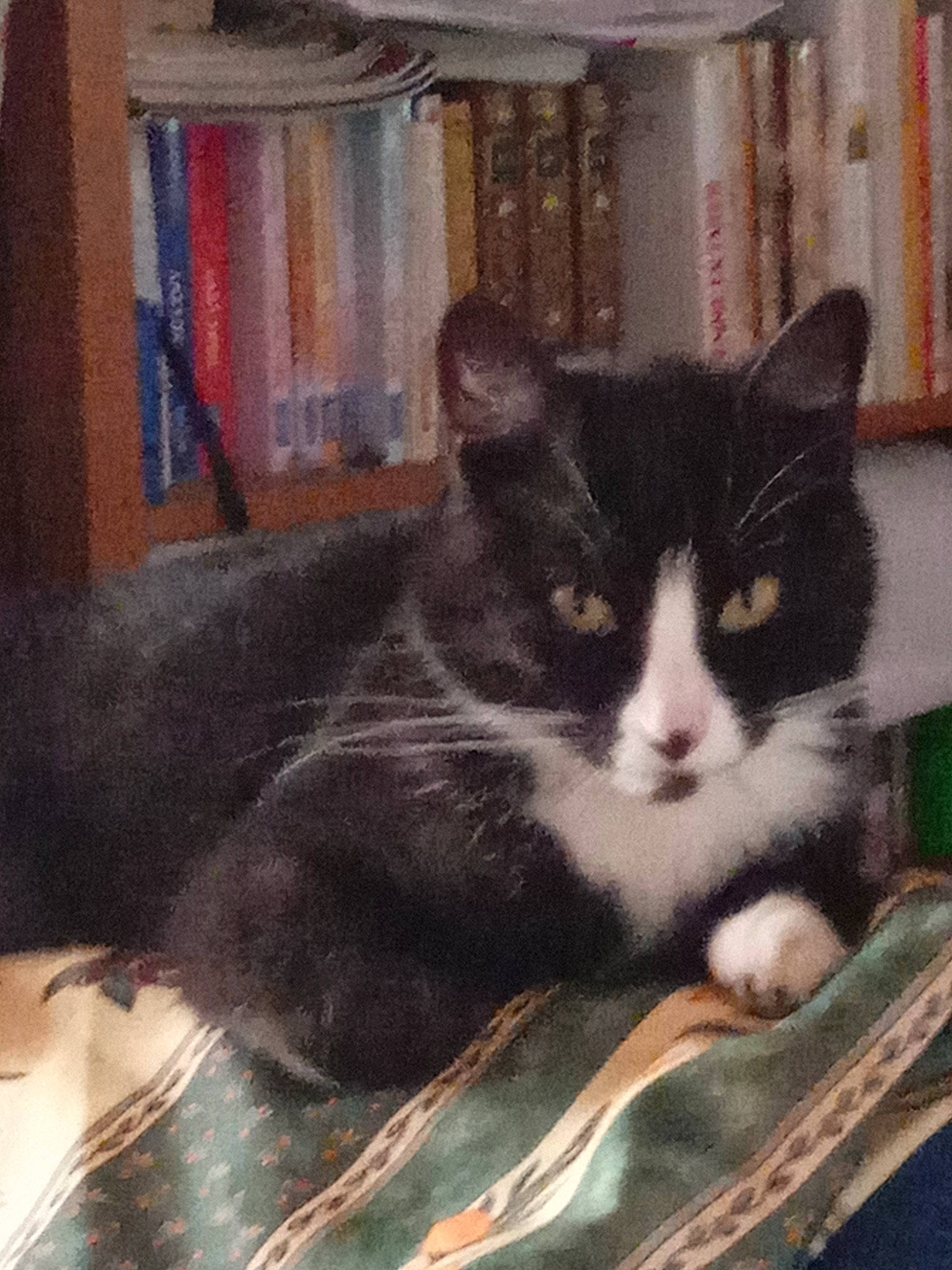 Poussy Cat a rejoint le concours — aidez-le/la à gagner de superbes lots ! box, cardboard, carnivore, cat, comfort, domestic_short_haired_cat, felidae, fur, grey, metal, paw, pet_supply, shelf, sitting, small_to_medium_sized_cats, snout, tail, visual_arts, whiskers, window