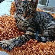 Tigrou a rejoint le concours — aidez-le/la à gagner de superbes lots ! kitten, cat, tabby, animal, pet, feline, fur, whiskers, closeup, cute, indoor, resting, blanket, orange, soft, cozy, young, striped, laying, curious
