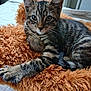 kitten, cat, tabby, animal, pet, feline, fur, whiskers, closeup, cute, indoor, resting, blanket, orange, soft, cozy, young, striped, laying, curious