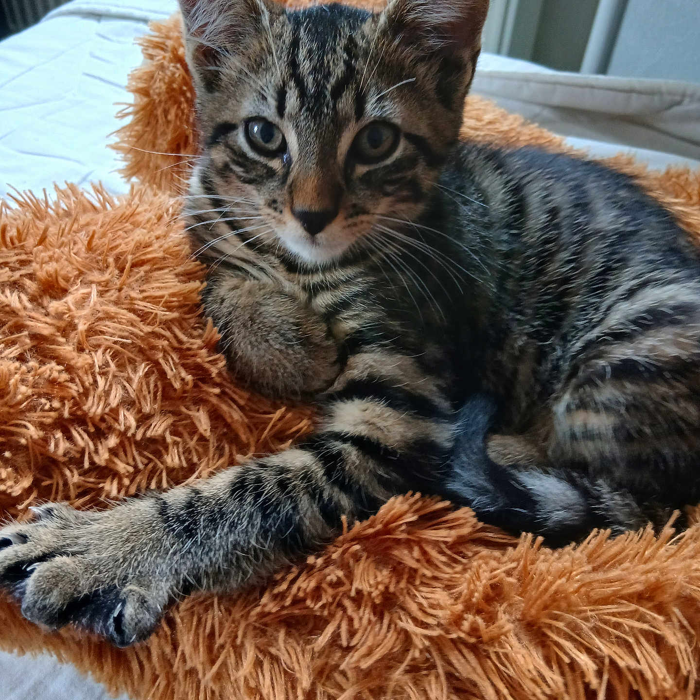 Tigrou a rejoint le concours — aidez-le/la à gagner de superbes lots ! animal, blanket, cat, closeup, cozy, curious, cute, feline, fur, indoor, kitten, laying, orange, pet, resting, soft, striped, tabby, whiskers, young