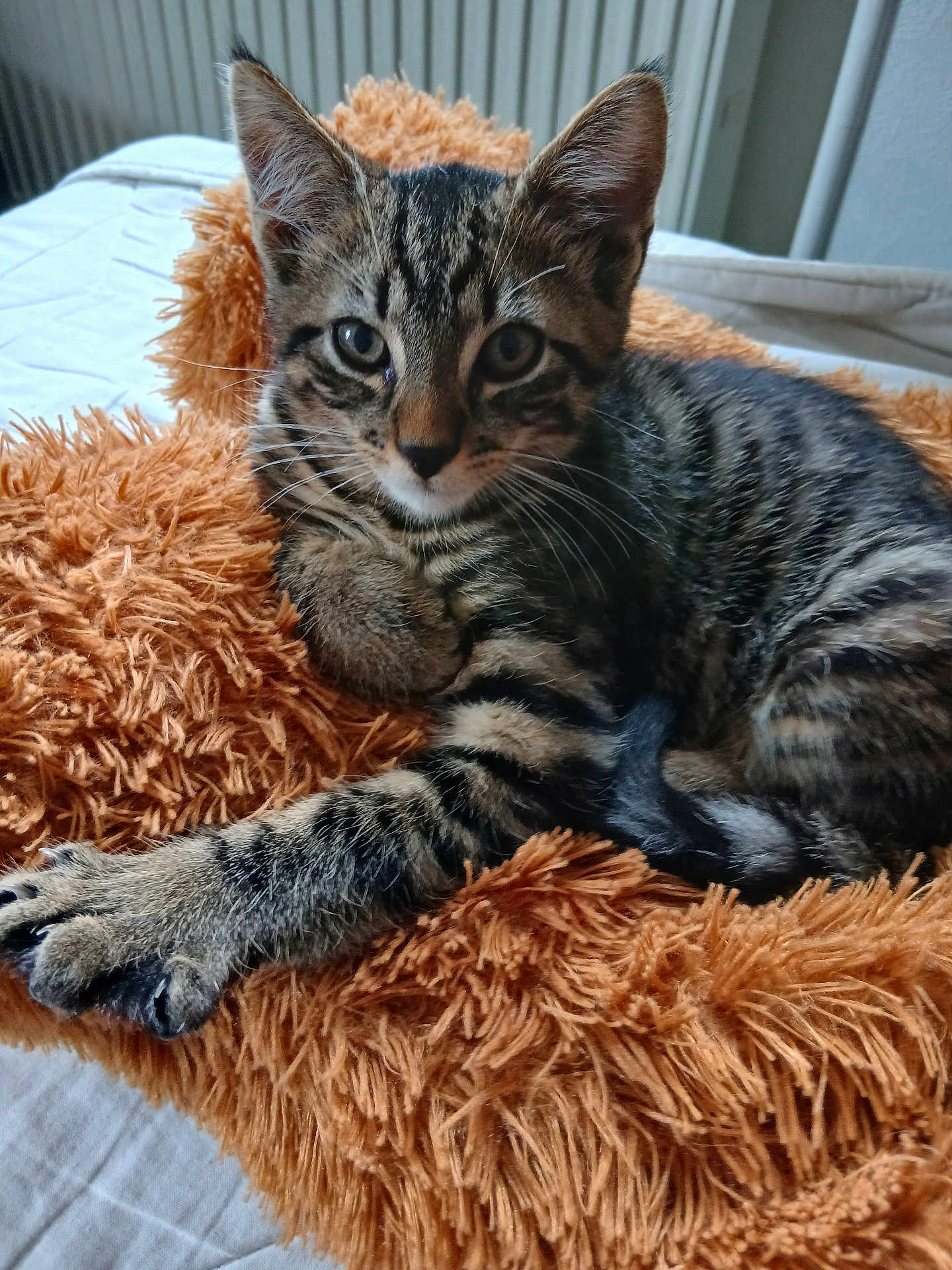 Tigrou a rejoint le concours — aidez-le/la à gagner de superbes lots ! kitten, cat, tabby, animal, pet, feline, fur, whiskers, closeup, cute, indoor, resting, blanket, orange, soft, cozy, young, striped, laying, curious