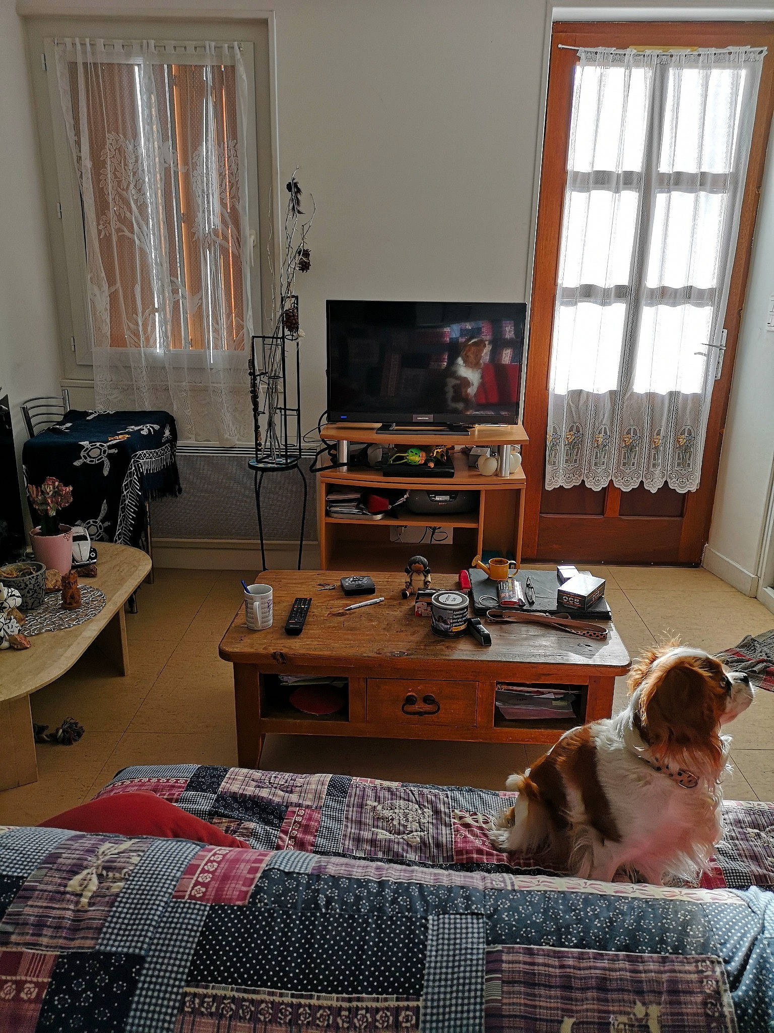 Maya a rejoint le concours — aidez-le/la à gagner de superbes lots ! bookcase, carnivore, chest_of_drawers, comfort, companion_dog, couch, curtain, desk, dog, floor, flooring, hardwood, home_appliance, interior_design, lamp, living_room, table, television, window, wood