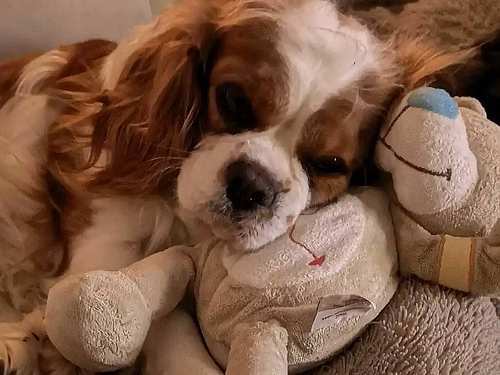 Maya a rejoint le concours — aidez-le/la à gagner de superbes lots ! canidae, carnivore, cavalier_king_charles_spaniel, companion_dog, dog, dog_breed, dog_supply, eyewear, fawn, fur, goggles, gun_dog, liver, snout, sporting_group, stuffed_toy, toy, toy_dog, whiskers, working_animal