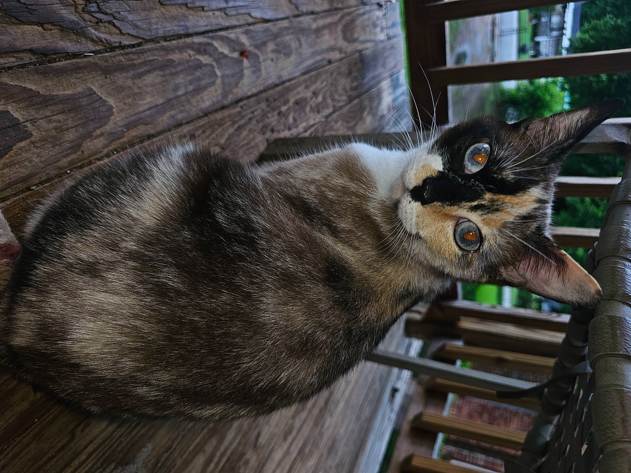 Samaya joined the competition — help win amazing prizes! carnivore, cat, domestic_short_haired_cat, felidae, fur, grass, grey, plant, small_to_medium_sized_cats, snout, tail, terrestrial_animal, tree, whiskers, wildlife, wood