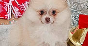 Maïko a rejoint le concours — aidez-le/la à gagner de superbes lots ! animal, baby, bell, canine, cat, christmas, christmasdecorations, clothing, dog, dogbed, eskimodog, festival, hat, kitten, person, pet, puppy, whitedog