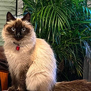 Rmione participe au concours pour gagner de l'argent avec cette photo : cat, sealp_point, fluffy, long_hair, blue_eyes, portrait, indoors, houseplant, potted_plant, furniture, chair, collar, red_tag, sitting, pet, animal, whiskers, ears, brown, cream