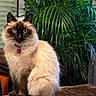 cat, sealp_point, fluffy, long_hair, blue_eyes, portrait, indoors, houseplant, potted_plant, furniture, chair, collar, red_tag, sitting, pet, animal, whiskers, ears, brown, cream