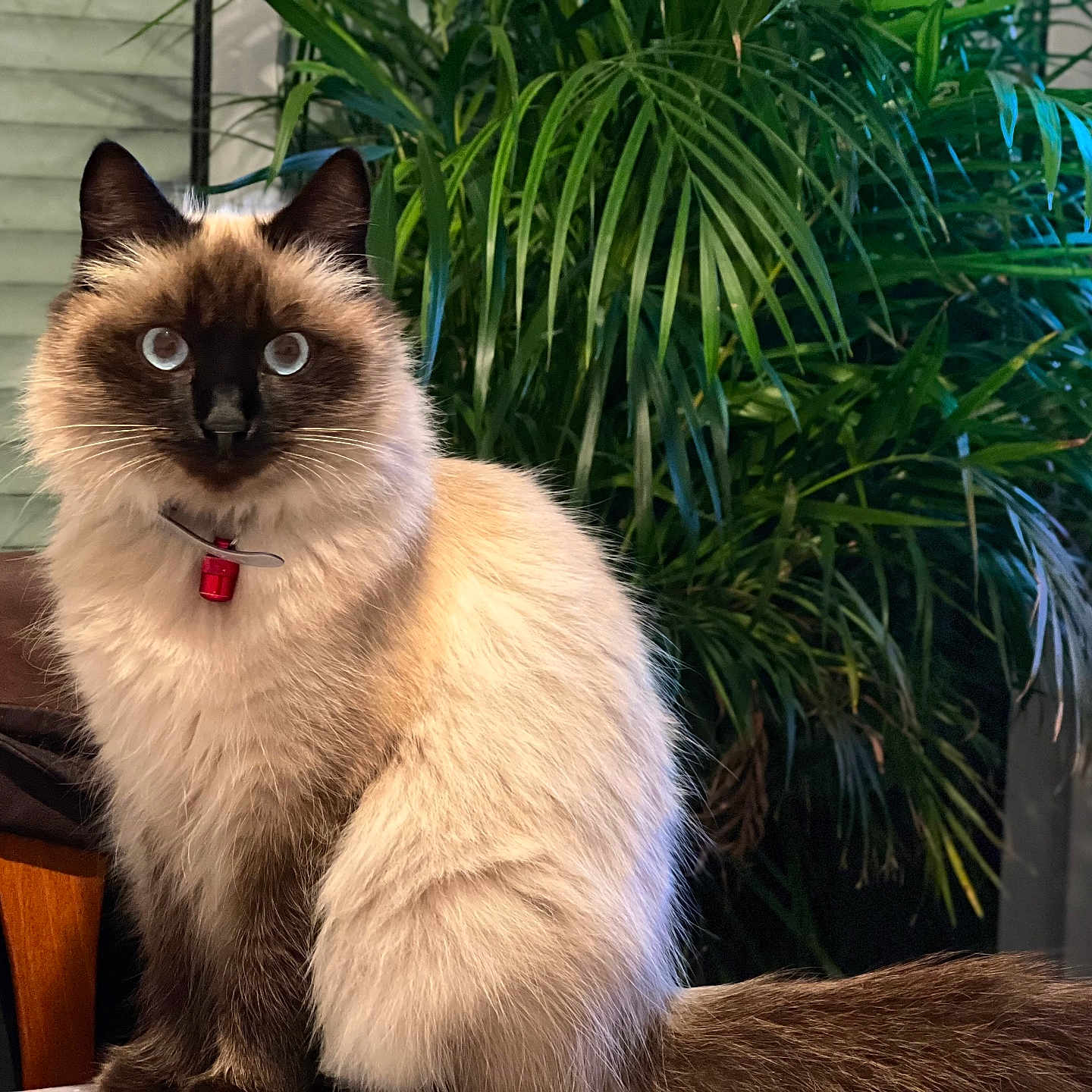Rmione participe au concours pour gagner de l'argent avec cette photo : cat, sealp_point, fluffy, long_hair, blue_eyes, portrait, indoors, houseplant, potted_plant, furniture, chair, collar, red_tag, sitting, pet, animal, whiskers, ears, brown, cream