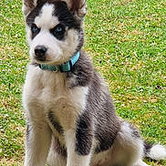 Ayce participe au concours pour gagner de l'argent avec cette photo : dog, puppy, husky, blue_eyes, collar, grass, outdoor, pet, sitting, young, fur, ears, animal, canine, cute, alert, nature, portrait, domestic_animal, daylight