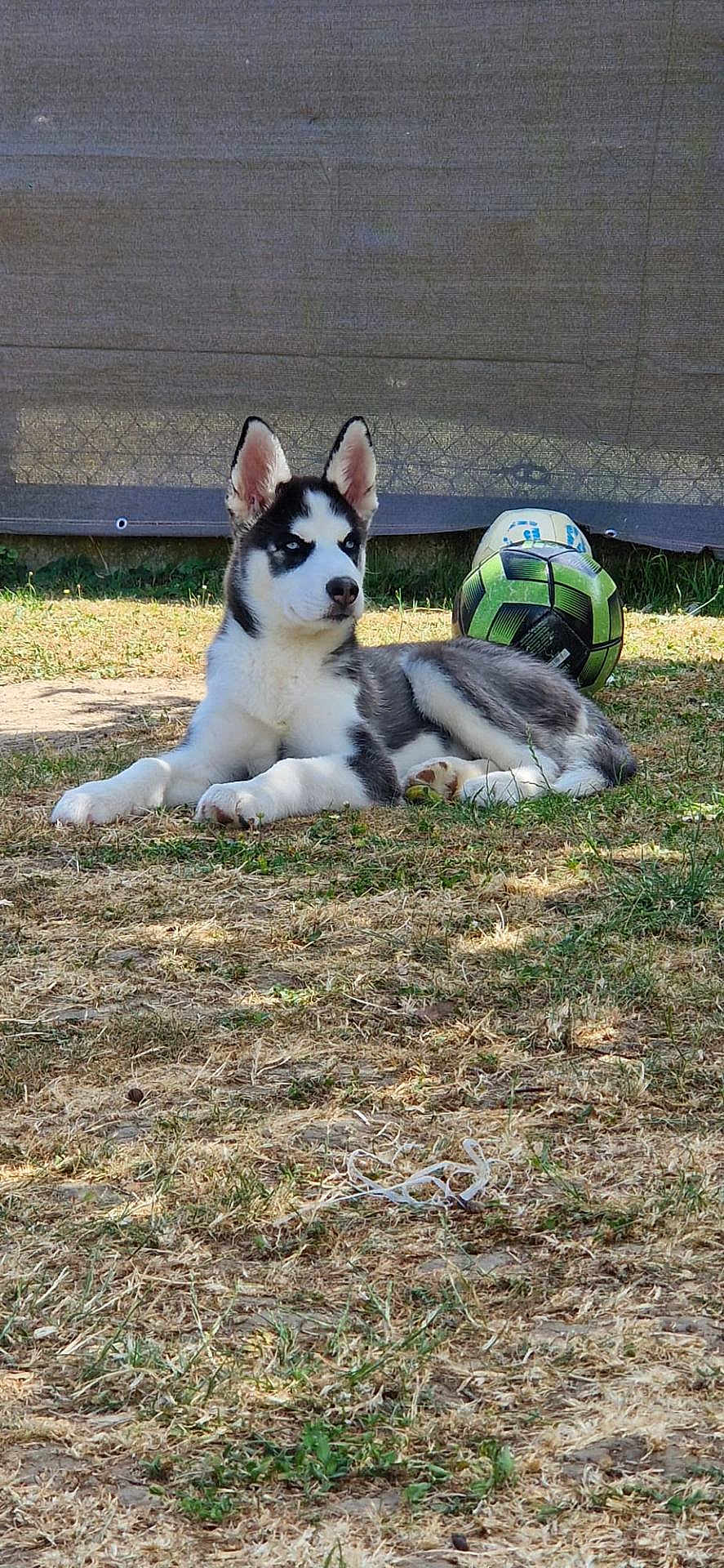 Ayce a rejoint le concours — aidez-le/la à gagner de superbes lots ! puppy, dog, husky, outdoor, grass, soccer_ball, pet, animal, young, laying_down, fur, ears, playing, nature, summer, curious, canine, resting, daylight, backdrop