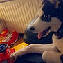 husky, puppy, dog, indoor, toy, childrens_toy, red_toy_car, black_and_white, blue_eyes, tongue_out, paw, radiator, window, seat, collar, happy, pet, animal, cute, heart_emoji