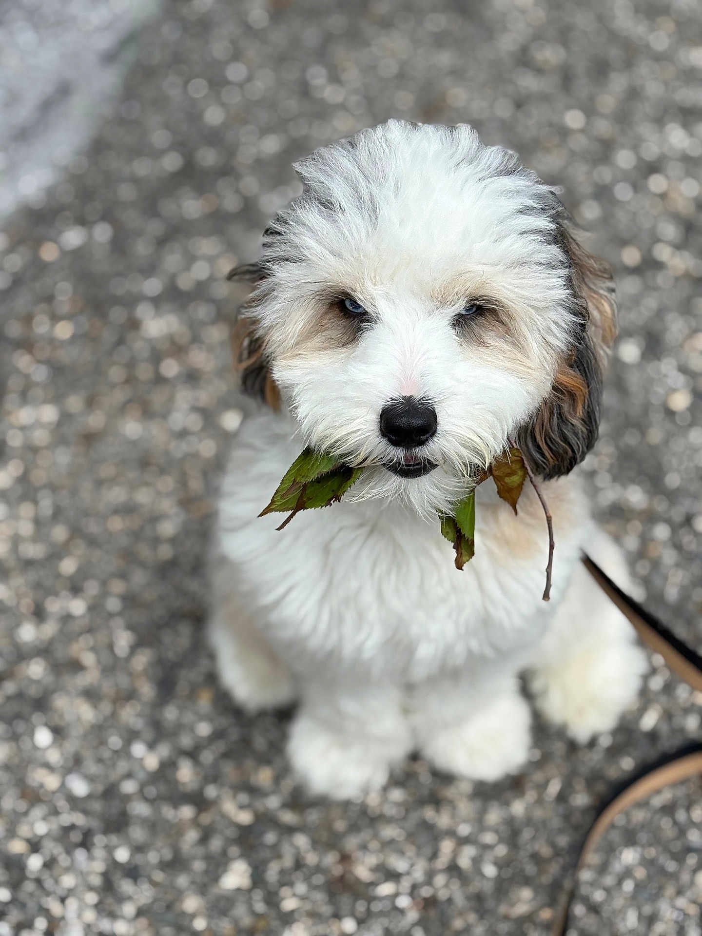 Rosco is registered to the contest to win money with this photo: dog, puppy, fluffy, white, brown, leaves, mouth, sitting, pavement, outdoor, cute, pet, animal, fur, canine, young, playful, nature, closeup, adorable