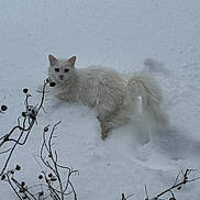 Yuki joined the competition — help win amazing prizes! cat, snow, white_cat, outdoor, winter, animal, curious, nature, furry, cold, plant, branch, frozen, wildlife, pet, fluffy, fur, quiet, still, daylight