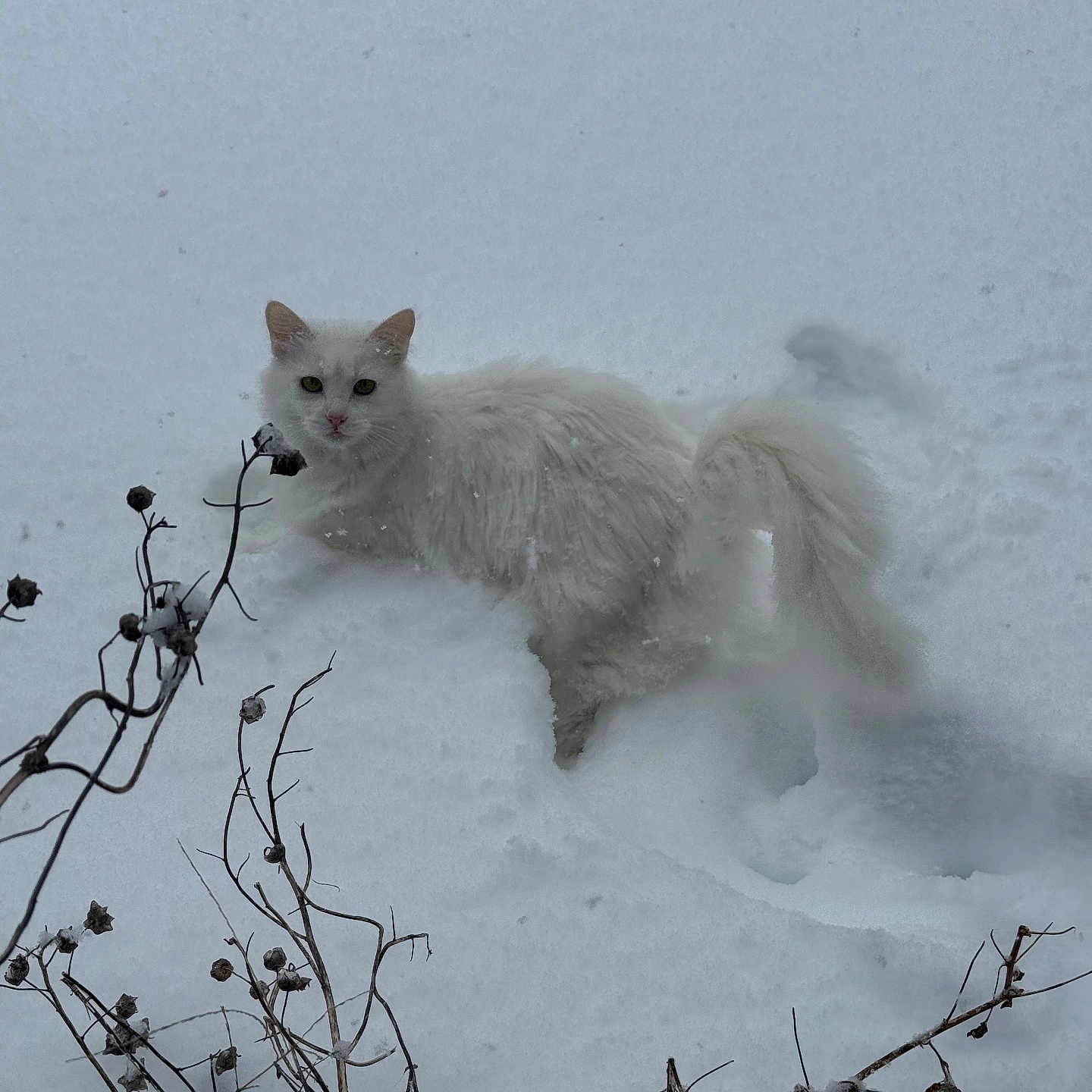 Yuki