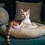 cat, pet_bed, orange_and_white_cat, indoor, cozy, cushions, fluffy, relaxed, amber_eyes, whiskers, tail, soft_lighting, curious, feline, bed, home, domestic_cat, resting, comfort, animal