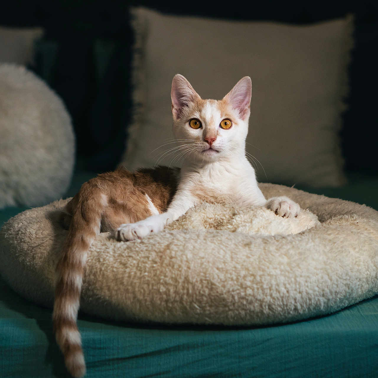 Loki a rejoint le concours — aidez-le/la à gagner de superbes lots ! amber_eyes, animal, bed, cat, comfort, cozy, curious, cushions, domestic_cat, feline, fluffy, home, indoor, orange_and_white_cat, pet_bed, relaxed, resting, soft_lighting, tail, whiskers
