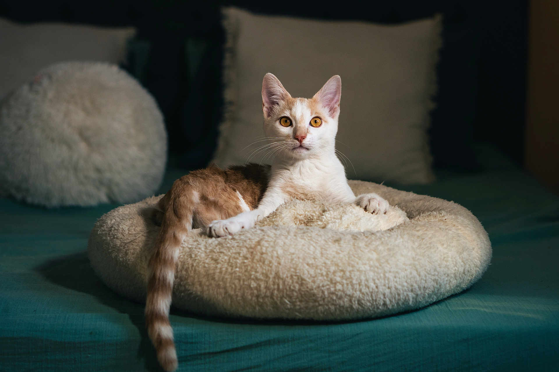 Loki a rejoint le concours — aidez-le/la à gagner de superbes lots ! cat, pet_bed, orange_and_white_cat, indoor, cozy, cushions, fluffy, relaxed, amber_eyes, whiskers, tail, soft_lighting, curious, feline, bed, home, domestic_cat, resting, comfort, animal