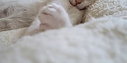 Loki a rejoint le concours — aidez-le/la à gagner de superbes lots ! animal, blanket, cat, closeup, cozy, cute, ears, feline, fluffy, fur, indoor, kitten, paw, pet, relaxing, resting, sleepy, soft, whiskers, white