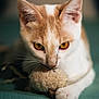 cat, orange_and_white, toy_mouse, playful, curious, whiskers, close_up, pet, animal, feline, paws, indoor, cute, focused, soft_texture, domestic_cat, lying_down, ears, golden_eyes, background_blur