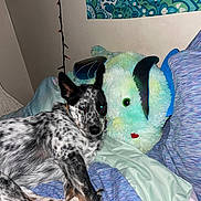 Maxwell is registered to the contest to win money with this photo: dog, bed, blanket, stuffed_animal, indoor, wall_hanging, string_lights, pillow, pattern, cozy, animal, resting, furry, black_and_white, blue, green, purple, soft, cute, relaxed