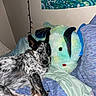 dog, bed, blanket, stuffed_animal, indoor, wall_hanging, string_lights, pillow, pattern, cozy, animal, resting, furry, black_and_white, blue, green, purple, soft, cute, relaxed