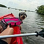 Luna is registered to the contest to win money with this photo: dog, kayak, life_jacket, water, paddle, person, outdoor, river, nature, recreation, summer, greenery, boat, animal, pet, activity, adventure, happy, curly_hair, lake