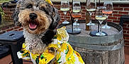 Luna joined the competition — help win amazing prizes! dog, poodle, dress, yellow, sunflower, outdoor, barrel, wine_glasses, sky, clouds, stool, brick_wall, smiling, pet, animal, greenery, event, happy, summer, fashion