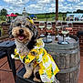 dog, poodle, dress, yellow, sunflower, outdoor, barrel, wine_glasses, sky, clouds, stool, brick_wall, smiling, pet, animal, greenery, event, happy, summer, fashion