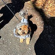 Luna is registered to the contest to win money with this photo: dog, leaf, jacket, leash, outdoor, gravel, shadow, autumn, fall_leaves, curious, pet, small_dog, fur, walking, nature, path, sunlight, canine, playful, animal