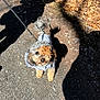 dog, leaf, jacket, leash, outdoor, gravel, shadow, autumn, fall_leaves, curious, pet, small_dog, fur, walking, nature, path, sunlight, canine, playful, animal