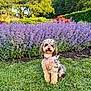 Luna joined the competition — help win amazing prizes! dog, grass, flowers, purple_flowers, greenery, sunlight, outdoor, pet, nature, happy, curly_fur, park, blue_sky, trees, flag, summer, garden, cute, canine, sitting