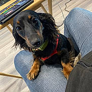 Pepa joined the competition — help win amazing prizes! black_and_tan, close_up, collar, cord, curious, cute, dachshund, device, dog, floor, fur, harness, indoor, jeans, lap, papers, person, pet, short_legs, wooden_table