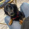 black_and_tan, close_up, collar, cord, curious, cute, dachshund, device, dog, floor, fur, harness, indoor, jeans, lap, papers, person, pet, short_legs, wooden_table