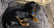 Pepa is registered to the contest to win money with this photo: black_and_tan, blanket, canine, carpet, companion, couch, cozy, curious, dachshund, dog, domestic_animal, fur, indoor, living_room, looking_at_camera, lying_down, pet, puppy, resting, small_dog
