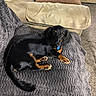 black_and_tan, blanket, canine, carpet, companion, couch, cozy, curious, dachshund, dog, domestic_animal, fur, indoor, living_room, looking_at_camera, lying_down, pet, puppy, resting, small_dog