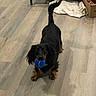 Pepa is registered to the contest to win money with this photo: animal, black_dog, blue_ball, cardboard_box, dachshund, dog, dog_bed, domestic, ears, flooring, household, indoor, long_hair, pet, playful, resting_dog, tail, toy, waiting, wooden_floor