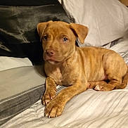 Snickers joined the competition — help win amazing prizes! puppy, dog, bed, pillow, striped_bedding, brown, brindle, young_dog, pet, indoor, resting, cute, animal, fur, canine, sleepy, cozy, comfort, looking, ears