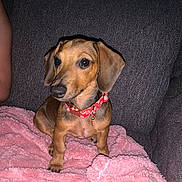 Charli is registered to the contest to win money with this photo: dog, puppy, dachshund, collar, pink_blanket, couch, indoor, pet, animal, fur, ears, small_dog, cute, sitting, looking_away, domestic_animal, cozy, brown_dog, short_legs, companion