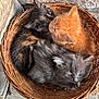 kitten, cat, basket, furry, cute, animal, pet, outdoor, snuggle, cuddle, fur, tortoiseshell, ginger, grey, blue_eyes, stone_wall, wicker, close_up, young, resting