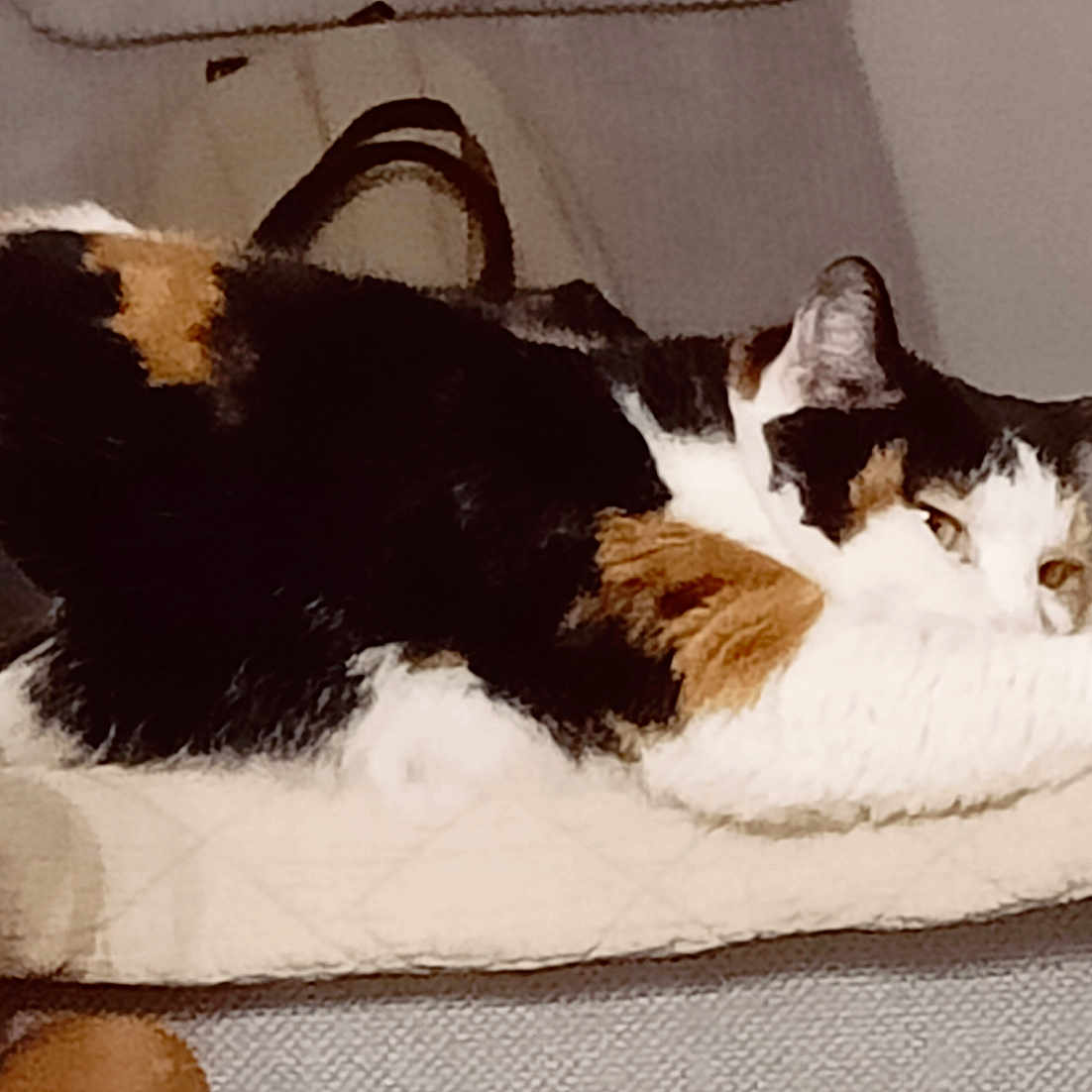 Okaina participe au concours pour gagner de l'argent avec cette photo : animal, blanket, calico, cat, comfort, cozy, cute, ear, face, feline, fur, home, indoor, laying, paw, pet, relaxed, resting, sleepy, whiskers