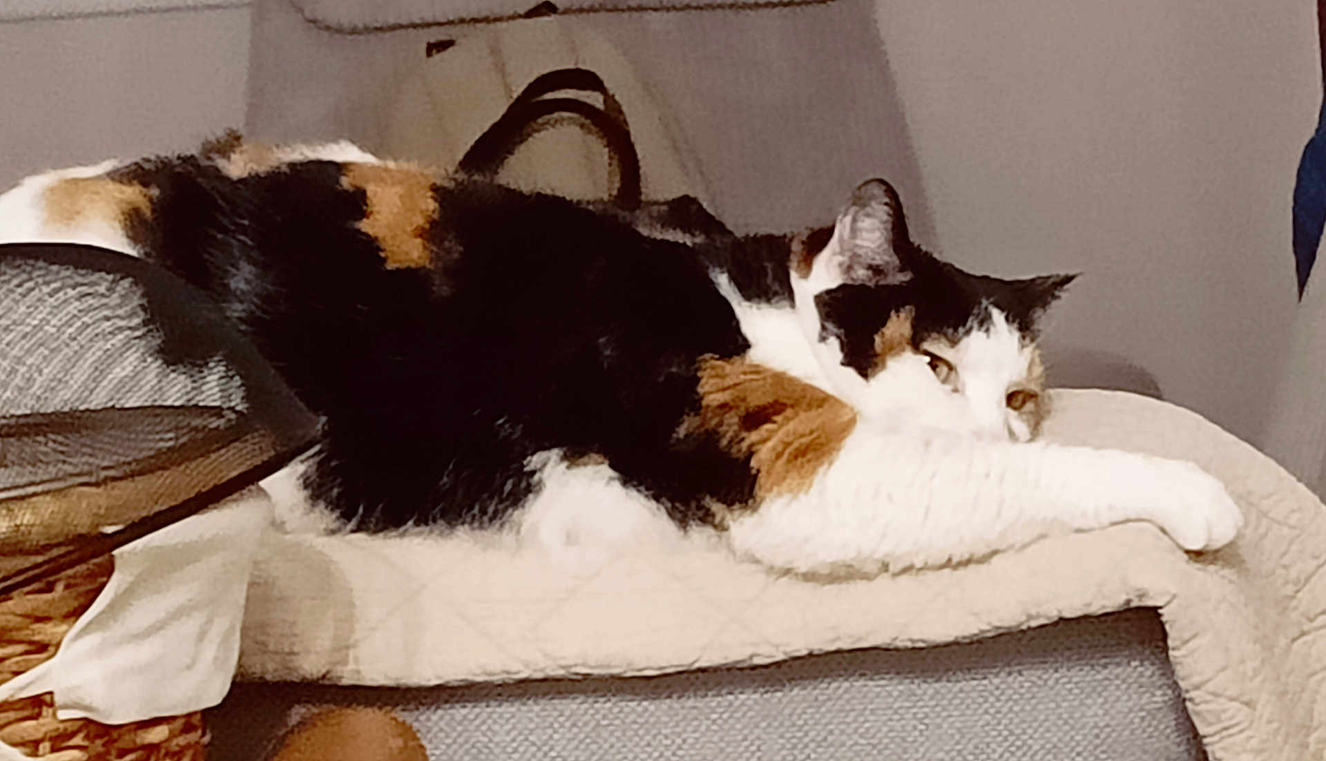 Okaina participe au concours pour gagner de l'argent avec cette photo : cat, calico, indoor, pet, relaxed, sleepy, feline, fur, animal, cozy, blanket, resting, home, cute, paw, face, ear, whiskers, laying, comfort