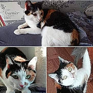Okaina participe au concours pour gagner de l'argent avec cette photo : cat, calico_cat, pet, animal, feline, curious, playful, indoor, couch, fabric, wooden_floor, whiskers, ears, eyes, tail, closeup, portrait, three_images, collage, domestic