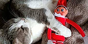 Pookie a rejoint le concours — aidez-le/la à gagner de superbes lots ! cat, gray_cat, white_cat, plush_blanket, toy_elf, striped_legs, red_clothing, cozy, sleeping_cat, cute, indoor, soft_texture, holiday_toy, resting, animal, pet, feline, stuffed_toy, relaxation, comfort